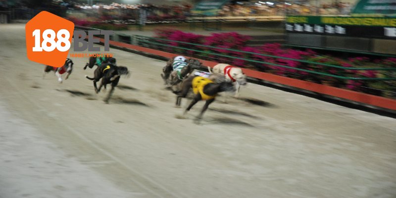 Cược Đua Chó - Hình Thức Hấp Dẫn Tại Sân Chơi 188BET 2 Giới thiệu đôi nét về hình thức cá cược đua chó tại 188BET